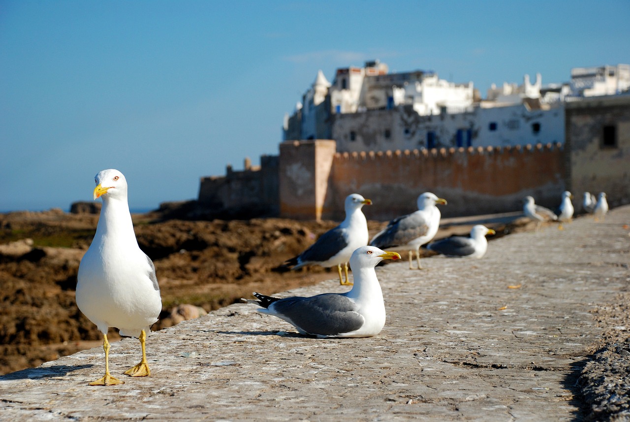 excursion_essaouiraexcursion_essaouiraexcursion_essaouira